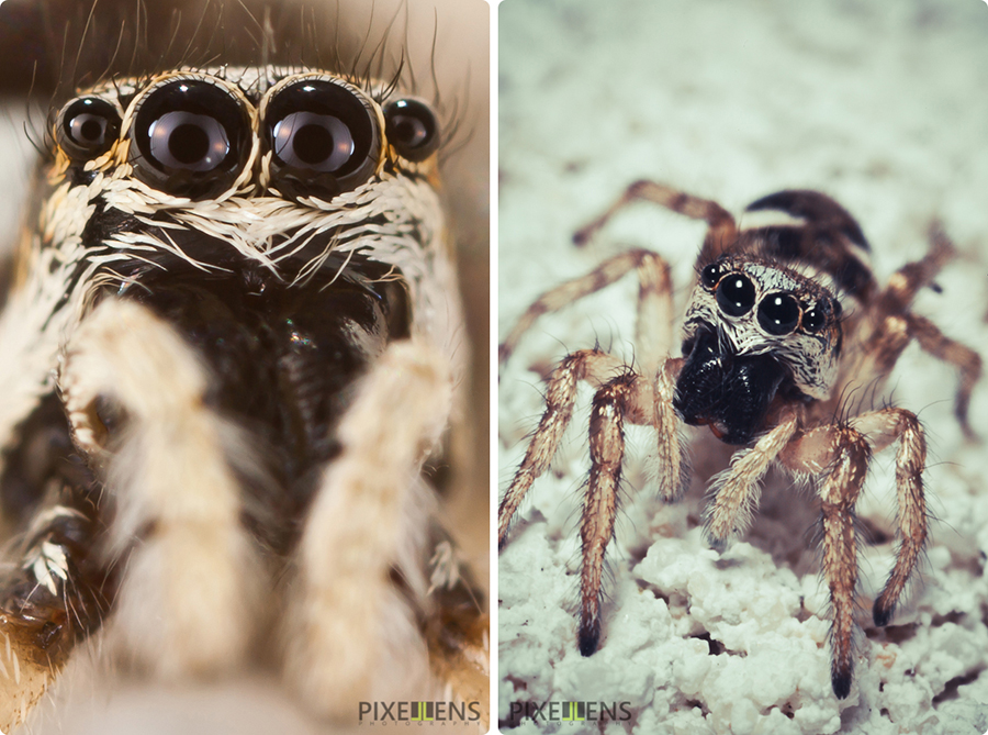 Pixellens-macrophotographie-araignées-saltiques  (1)