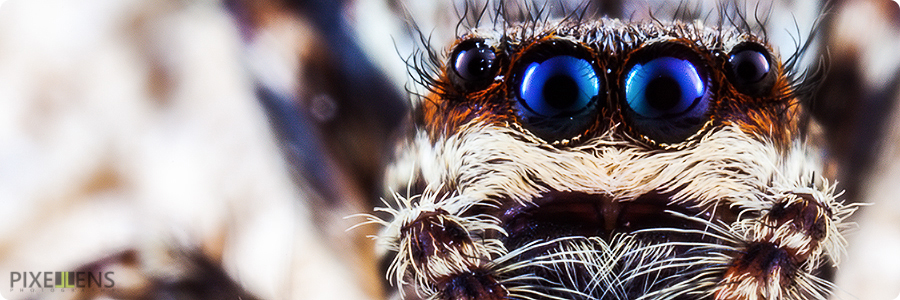 Pixellens-macrophotographie-araignées-saltiques (2c)