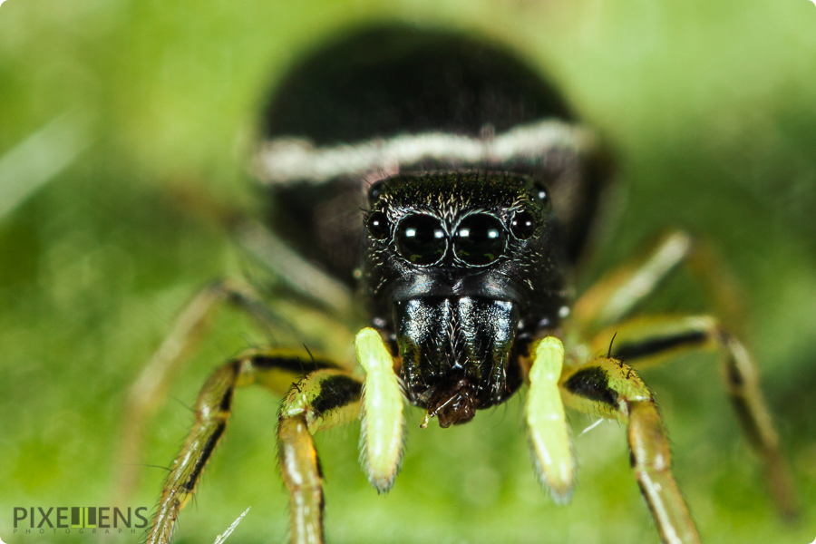 Pixellens-macrophotographie-araignées-saltiques (3)