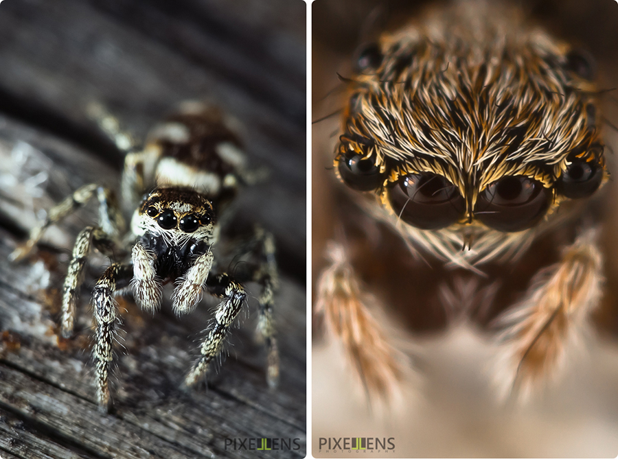 Pixellens-macrophotographie-araignées-saltiques  (4)