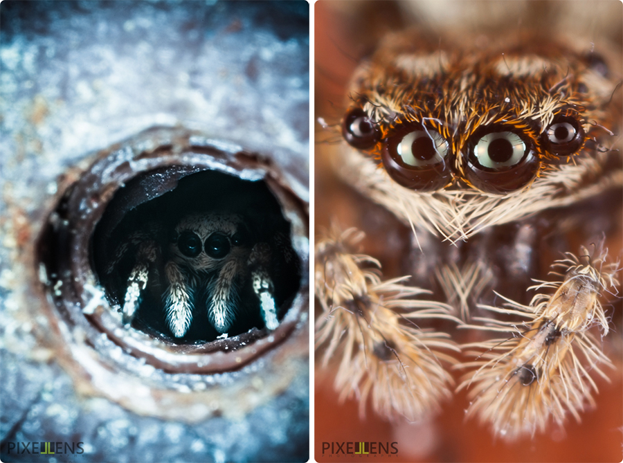 Pixellens-macrophotographie-araignées-saltiques  (6)