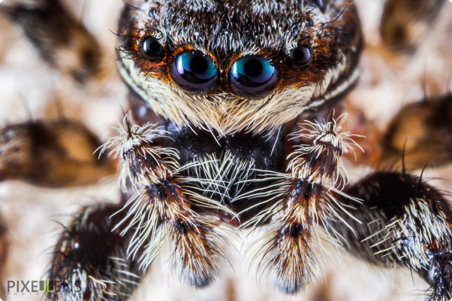 Pixellens-macrophotographie-araignées-saltiques  (7)