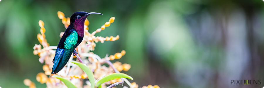 Pixellens Martinique Colibri madère (2)