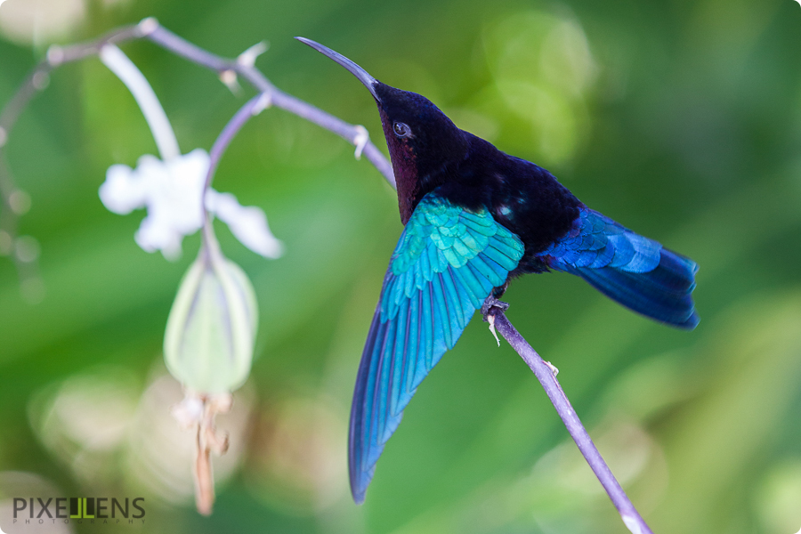 Pixellens Martinique Colibri madère (3)