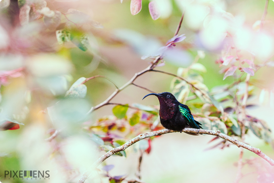 Pixellens Martinique Colibri madère (4)