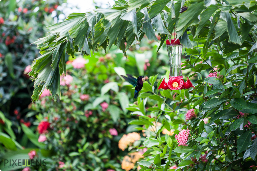 Pixellens Martinique Colibri madère (5)