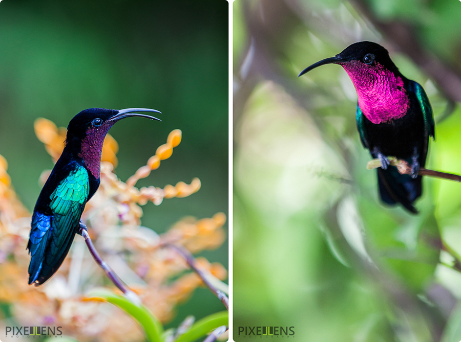 Pixellens Martinique Colibri madère (6)