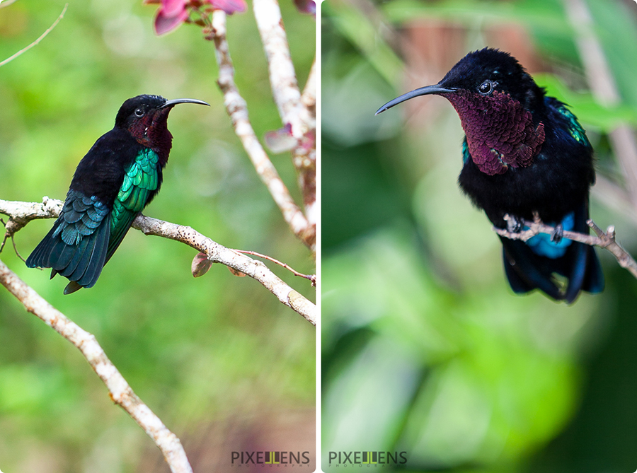 Pixellens Martinique Colibri madère (7)