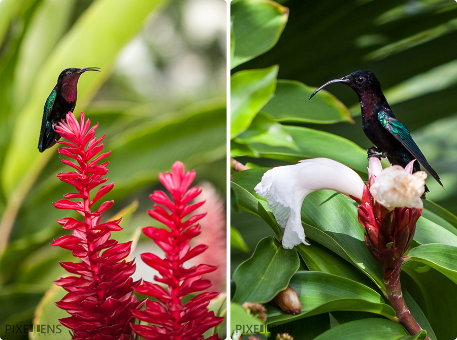 Pixellens Martinique Colibri madère (8)