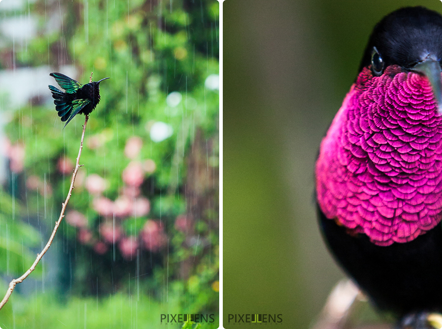 Pixellens Martinique Colibri madère (9)