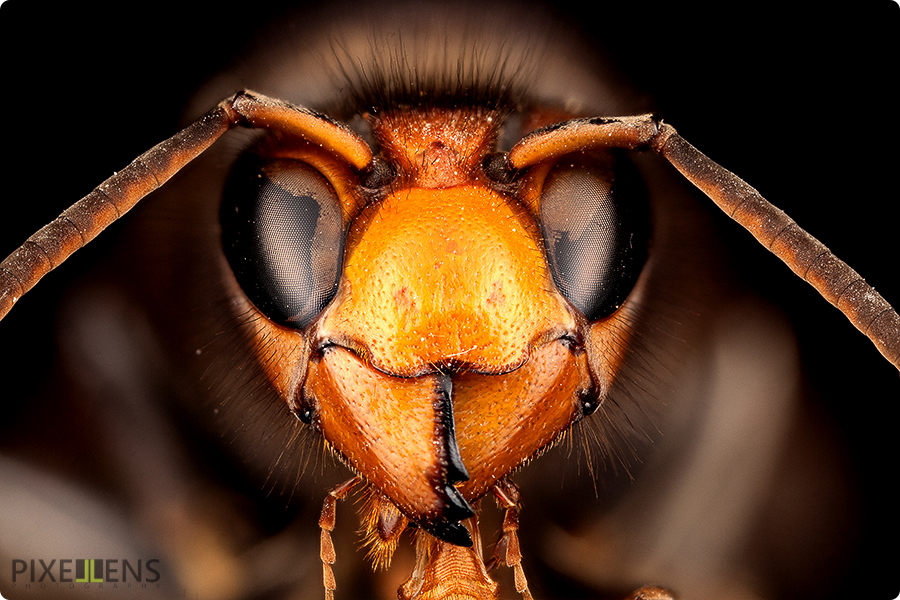 Pixellens-macrophotographie-portraitsd'insectes1 (2)