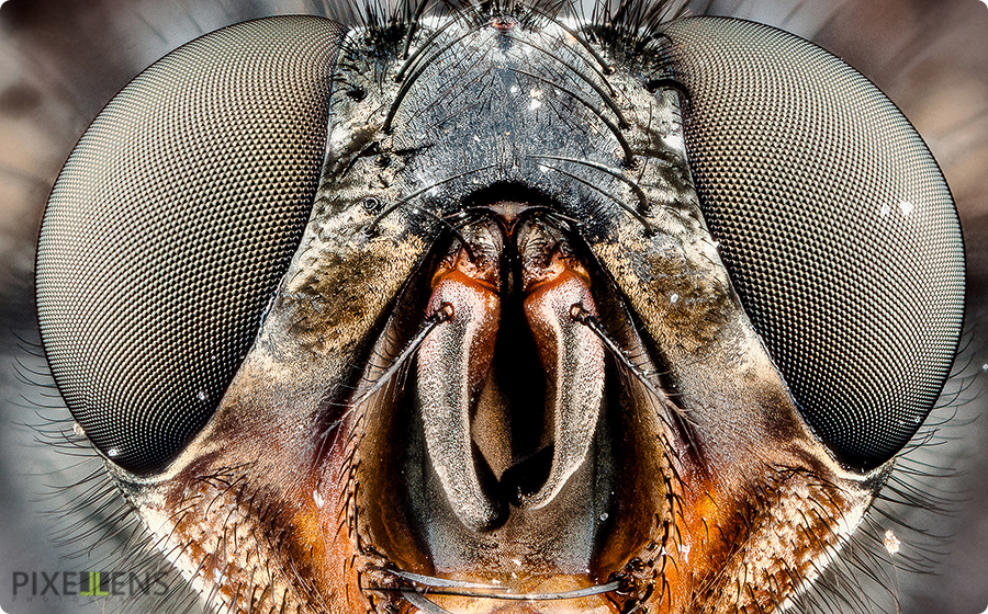 Pixellens-macrophotographie-portraitsd'insectes1 (5b)