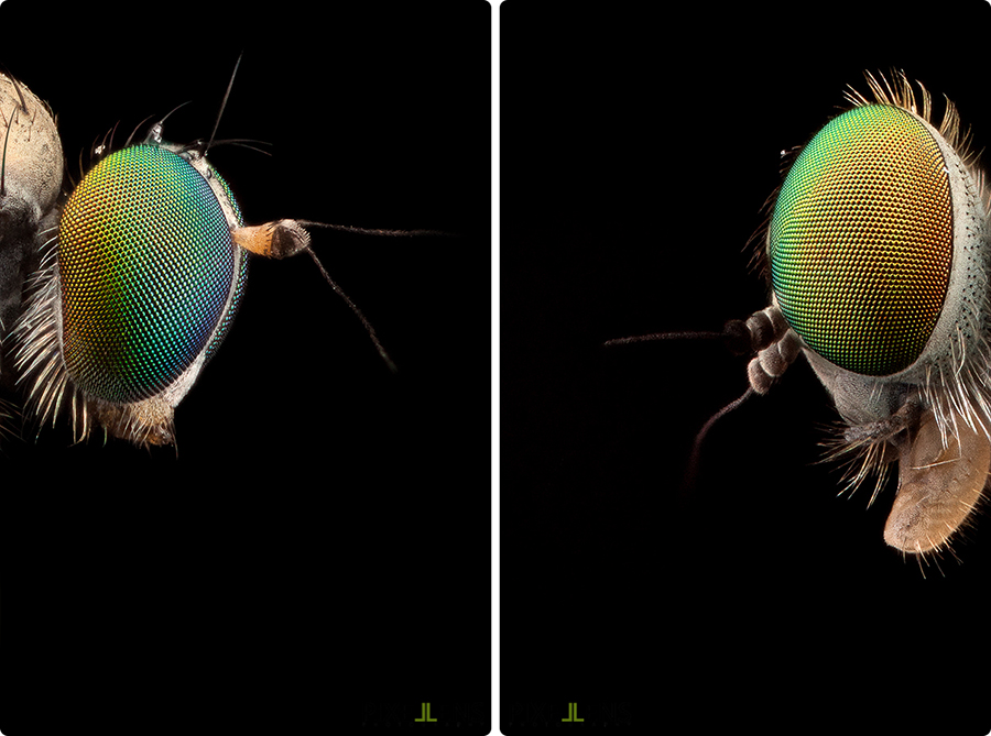 Pixellens-macrophotographie-portraitsd'insectes1 (6)