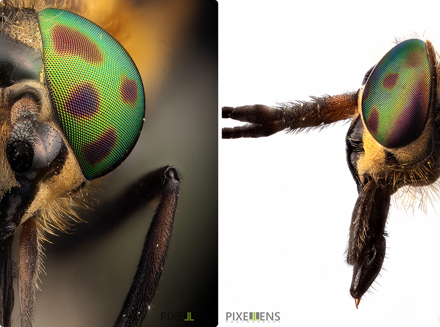 Pixellens-macrophotographie-portraitsd'insectes1 (7)