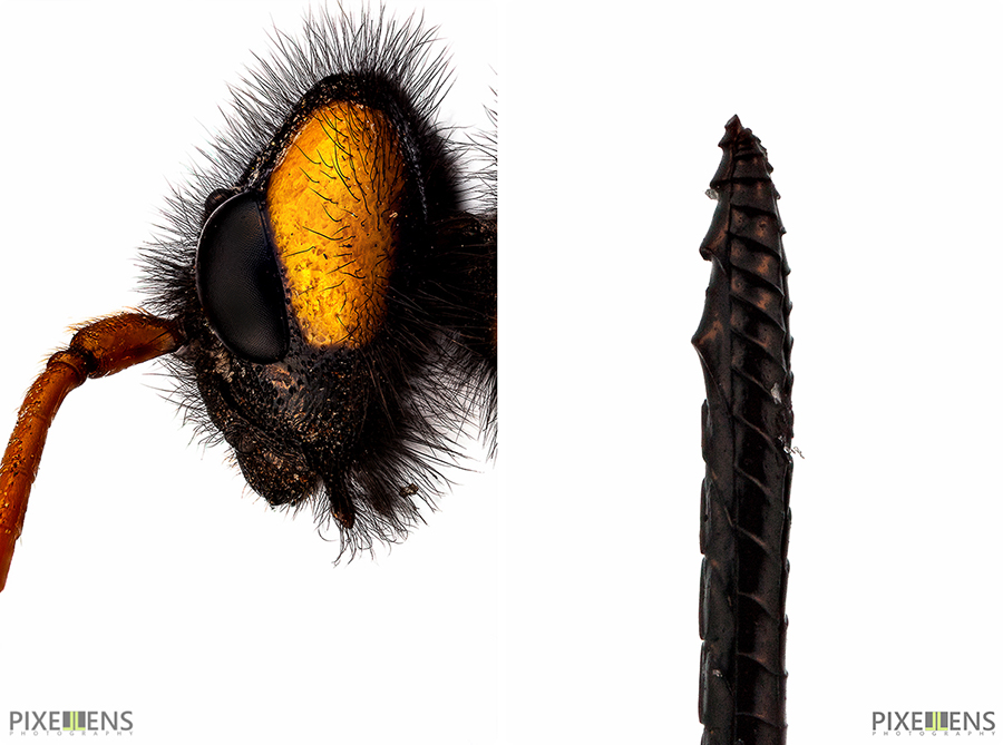 Pixellens-macrophotographie-portraitsd'insectes1 (8)