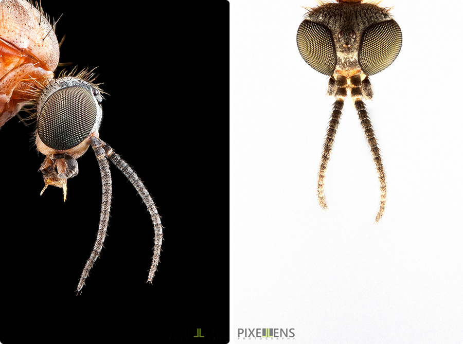 Pixellens-macrophotographie-portraitsd'insectes1 (9)