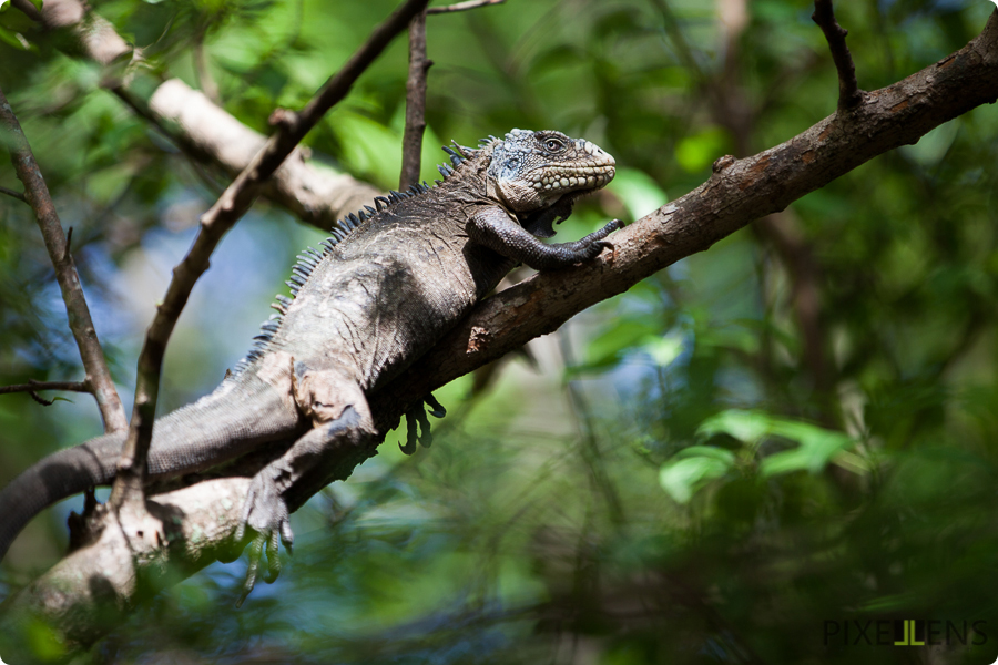 Pixellens-Martinique-1 (26)