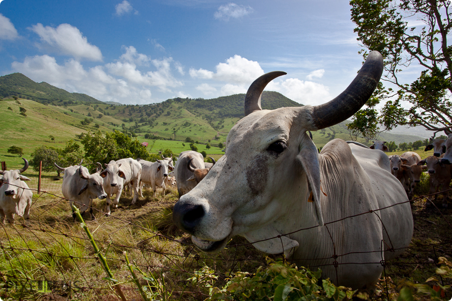 Pixellens-Martinique-1 (29)