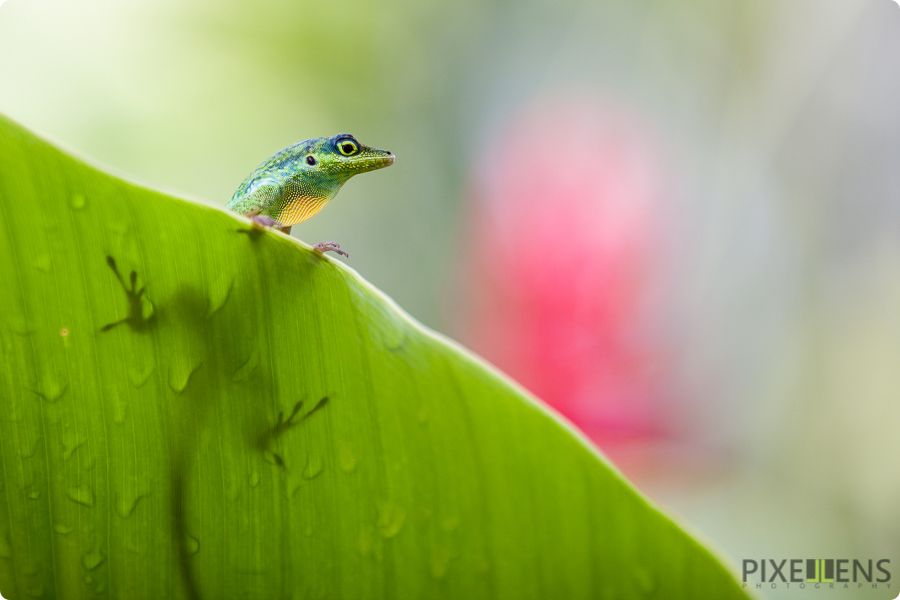 Pixellens-Martinique-1 (7)